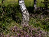 Blühender Besenheide Polster vor Birkenstamm